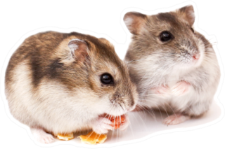 Two Dwarf Hamsters Sticker
