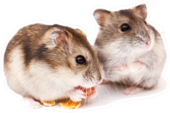 Two Dwarf Hamsters Sticker