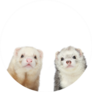Two Ferrets Close-up Portrait Sticker