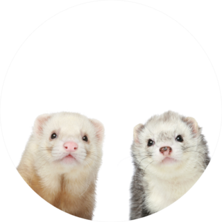 Two Ferrets Close-up Portrait Sticker
