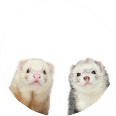 Two Ferrets Close-up Portrait Sticker