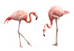 Two Flamingos Standing Sticker