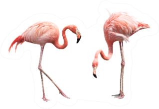 Two Flamingos Standing Sticker