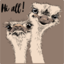 Two Funny Ostriches Friends Sticker
