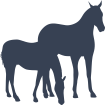 Two Horses Grazing Sticker