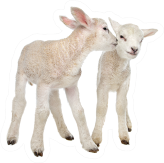 Two Little Lambs In Front Of White Sticker