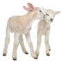 Two Little Lambs In Front Of White Sticker