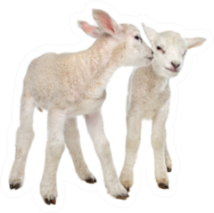 Two Little Lambs In Front Of White Sticker