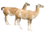 Two Llamas (isolated On White)