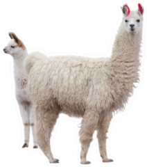 Two Llamas Mom And Baby Sticker