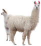 Two Llamas Mom And Baby Sticker