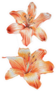 Two Orange Lilies Watercolor Sticker