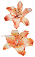 Two Orange Lilies Watercolor Sticker