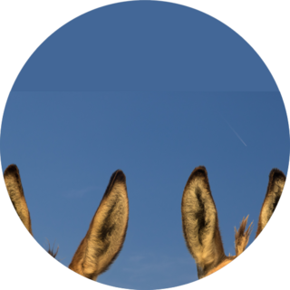 Two Pairs Of Donkey Ears And The Blue Sky Sticker