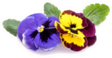 Two Pansy Flowers Isolated On White Background Sticker