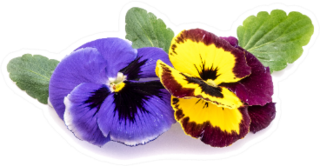 Two Pansy Flowers Isolated On White Background Sticker