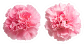 Two Pink Carnation Flowers Up Close Sticker