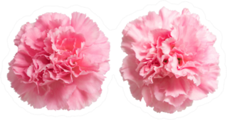 Two Pink Carnation Flowers Up Close Sticker