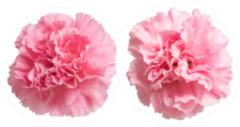 Two Pink Carnation Flowers Up Close Sticker