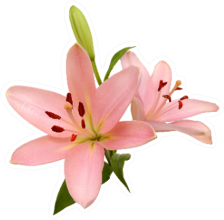 Two Pink Lilies Sticker