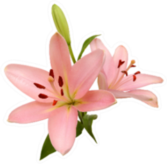 Two Pink Lilies Sticker