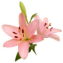 Two Pink Lilies Sticker