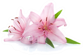 Two Pink Lily Flowers Sticker