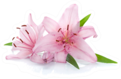 Two Pink Lily Flowers Sticker