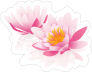 Two Pink Lotus Flower Sticker