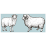 Two Ram Blue Smile Sticker