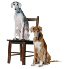 Two Saluki Dogs Sticker