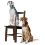 Two Saluki Dogs Sticker
