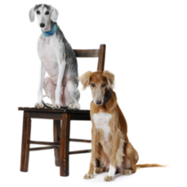 Two Saluki Dogs Sticker