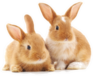 Two Small Rabbits Isolated Sticker