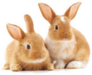 Two Small Rabbits Isolated Sticker