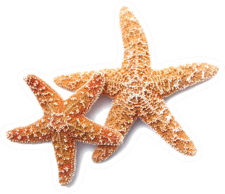 Two Starfish On White Background Sticker