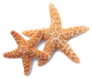 Two Starfish On White Background Sticker