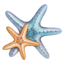 Two Starfish Sticker