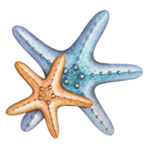 Two Starfish Sticker