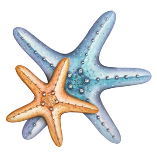 Two Starfish Sticker