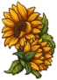 Two Sunflowers Sticker