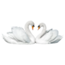 Two Swans Isolated On White Background Sticker