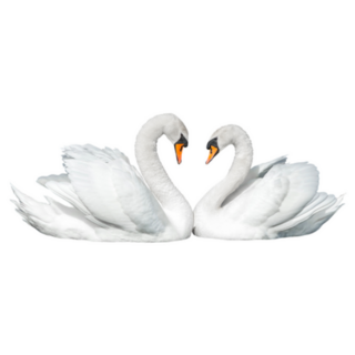 Two Swans Isolated On White Background Sticker