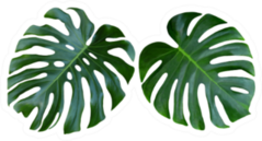 Two Tropical Jungle Monstera Leaves Sticker