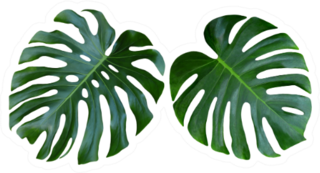 Two Tropical Jungle Monstera Leaves Sticker