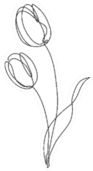 Two Tulip Flowers Continuous Line Drawing Sticker
