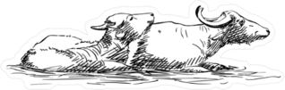 Two Water Buffaloes Lying Together Sticker