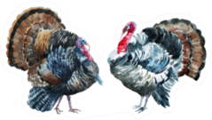 Two Watercolor Turkeys Thanksgiving Sticker
