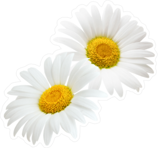 Two White Daisies Sticker