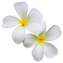 Two White Plumerias Sticker